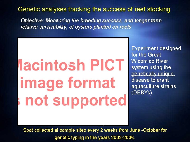 Genetic analyses tracking the success of reef stocking Objective: Monitoring the breeding success, and