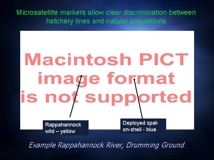 Microsatellite markers allow clear discrimination between hatchery lines and natural populations Rappahannock wild –
