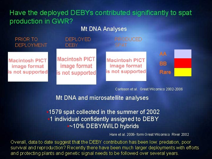 Have the deployed DEBYs contributed significantly to spat production in GWR? Mt DNA Analyses