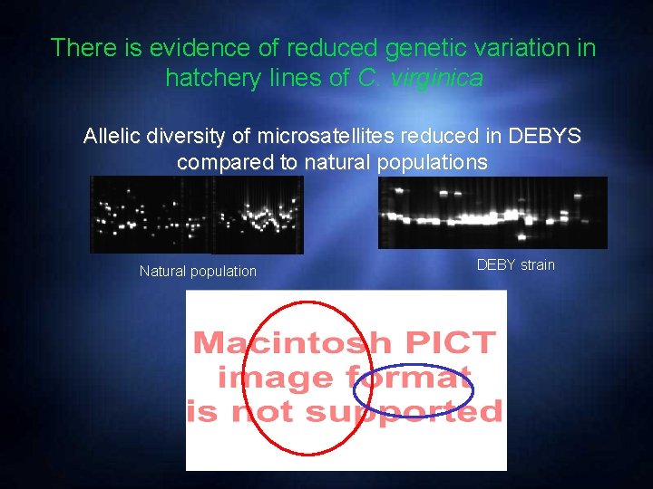 There is evidence of reduced genetic variation in hatchery lines of C. virginica Allelic