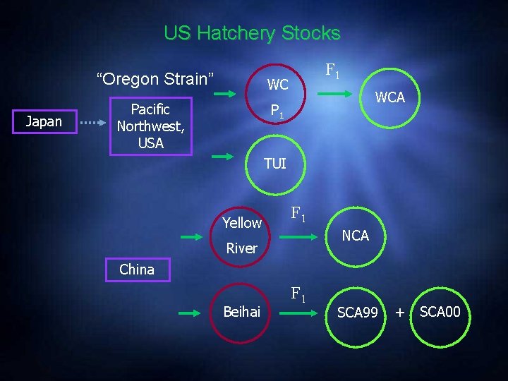US Hatchery Stocks “Oregon Strain” Japan F 1 WC Pacific Northwest, USA WCA P