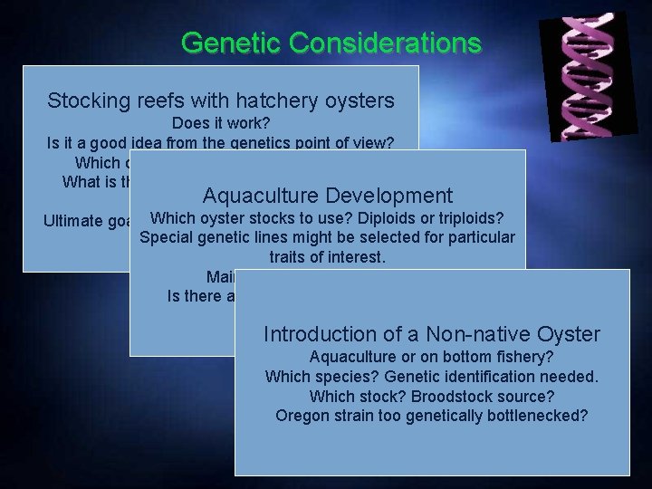 Genetic Considerations Stocking reefs with hatchery oysters Does it work? Is it a good
