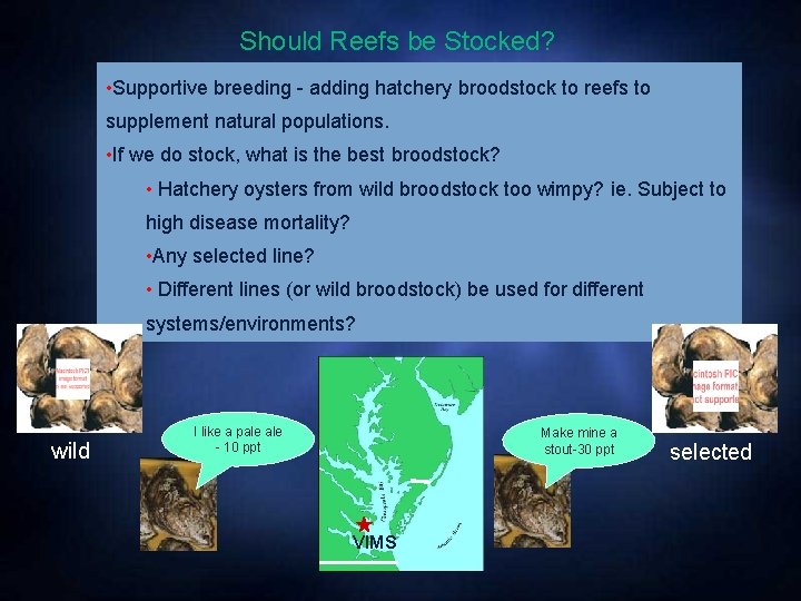 Should Reefs be Stocked? • Supportive breeding - adding hatchery broodstock to reefs to