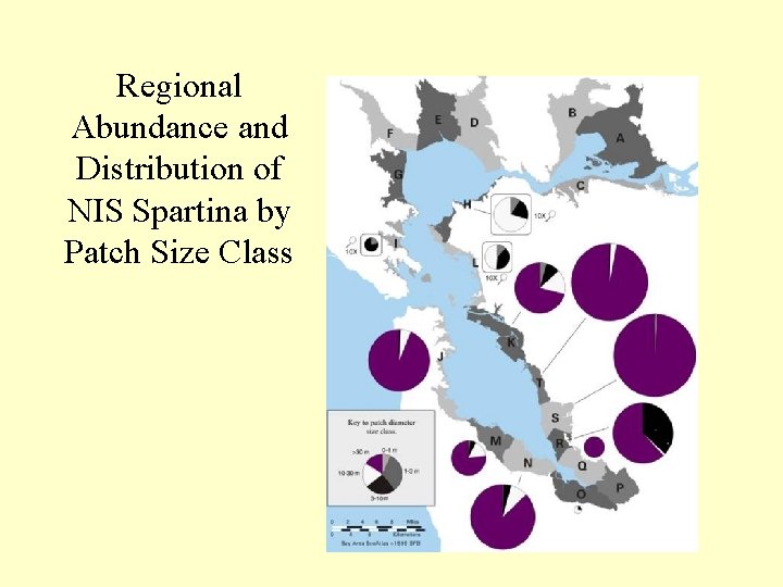 Regional Abundance and Distribution of NIS Spartina by Patch Size Class 