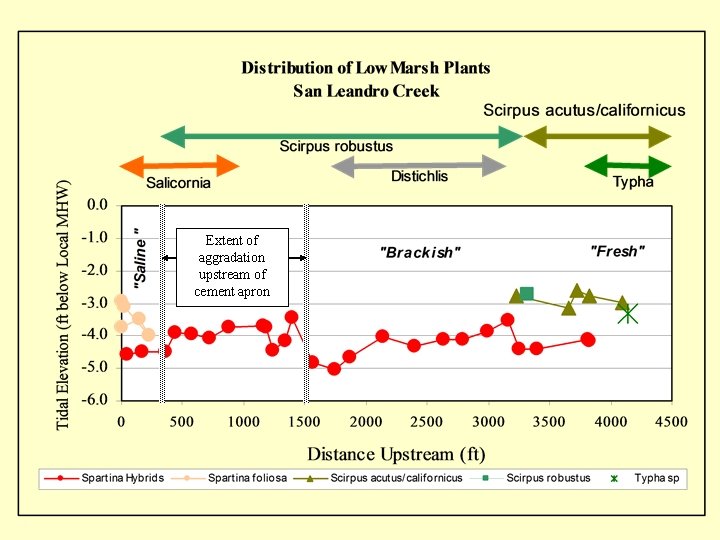 Extent of aggradation upstream of cement apron 