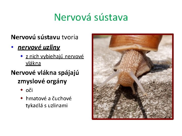 Nervová sústava Nervovú sústavu tvoria • nervové uzliny w z nich vybiehajú nervové vlákna