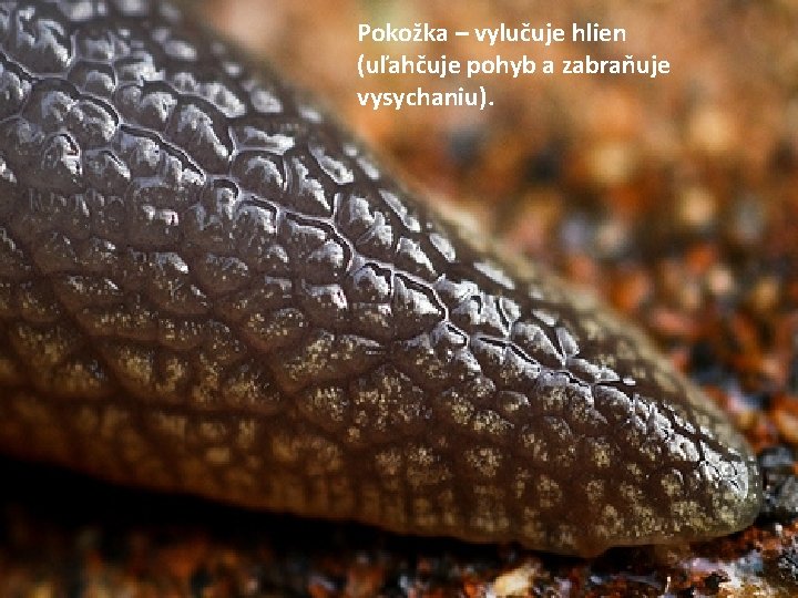 Pokožka – vylučuje hlien (uľahčuje pohyb a zabraňuje vysychaniu). 