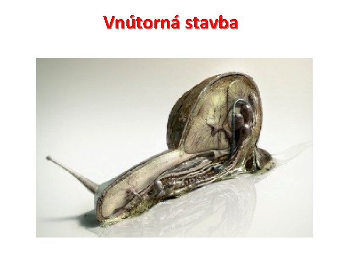 Vnútorná stavba 