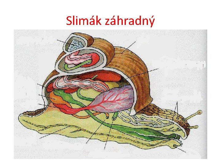 Slimák záhradný 