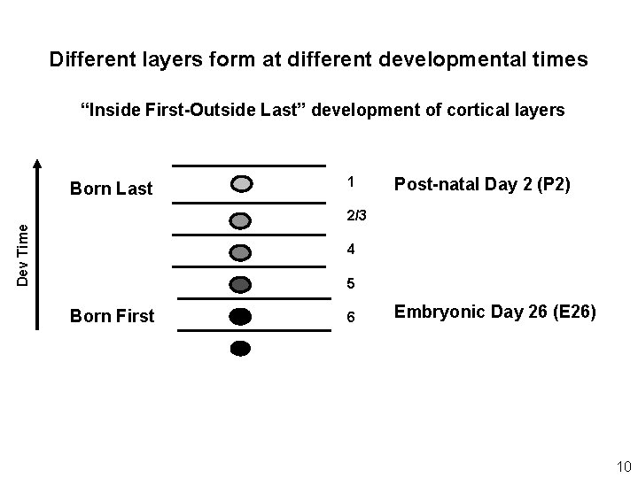 Different layers form at different developmental times “Inside First-Outside Last” development of cortical layers