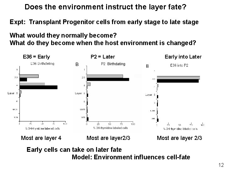 Does the environment instruct the layer fate? Expt: Transplant Progenitor cells from early stage