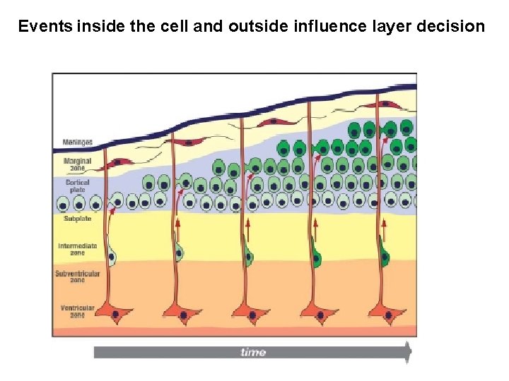 Events inside the cell and outside influence layer decision 