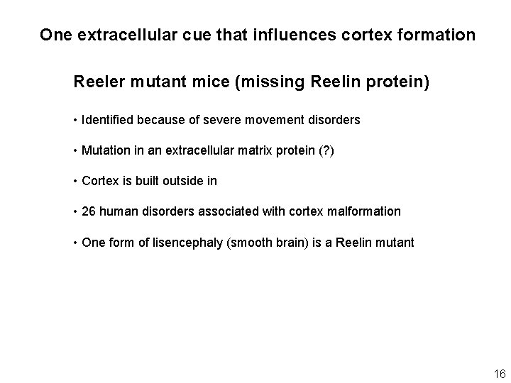 One extracellular cue that influences cortex formation Reeler mutant mice (missing Reelin protein) •