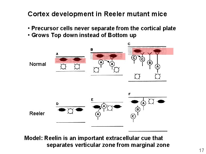 Cortex development in Reeler mutant mice • Precursor cells never separate from the cortical