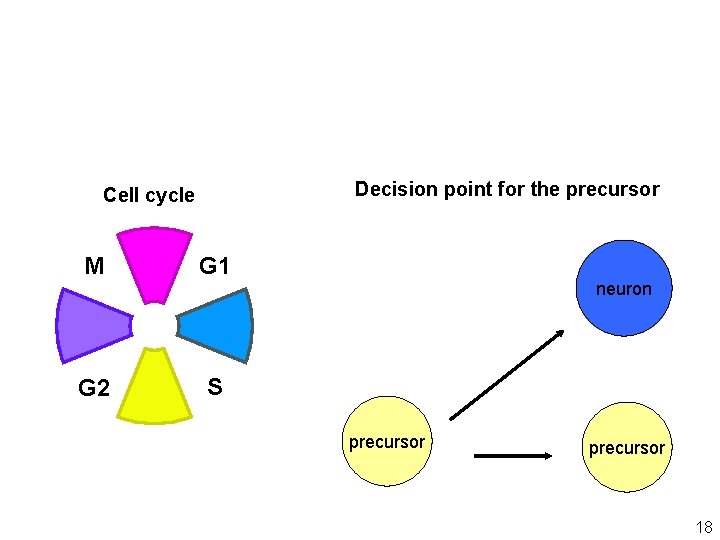 Decision point for the precursor Cell cycle M G 1 G 2 S neuron