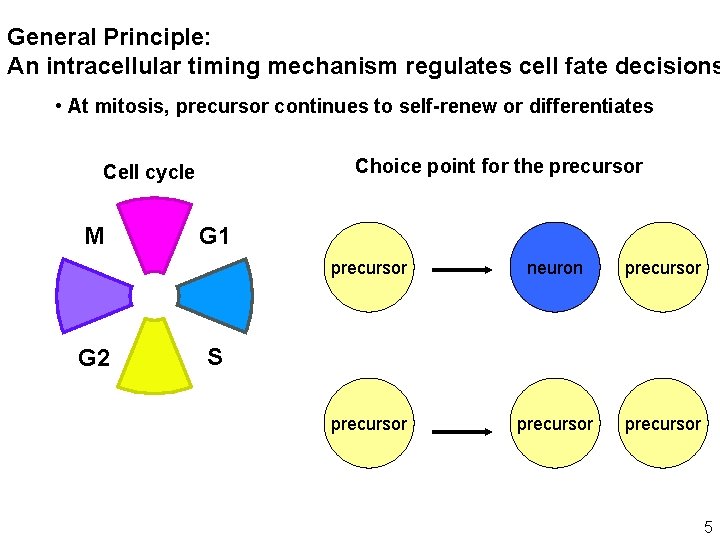 General Principle: An intracellular timing mechanism regulates cell fate decisions • At mitosis, precursor