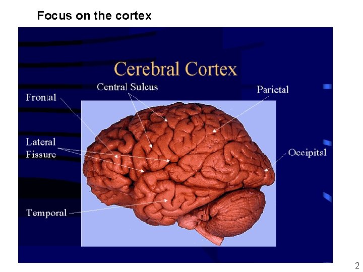 Focus on the cortex 2 