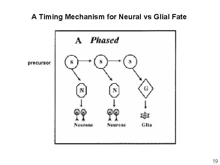A Timing Mechanism for Neural vs Glial Fate precursor 19 