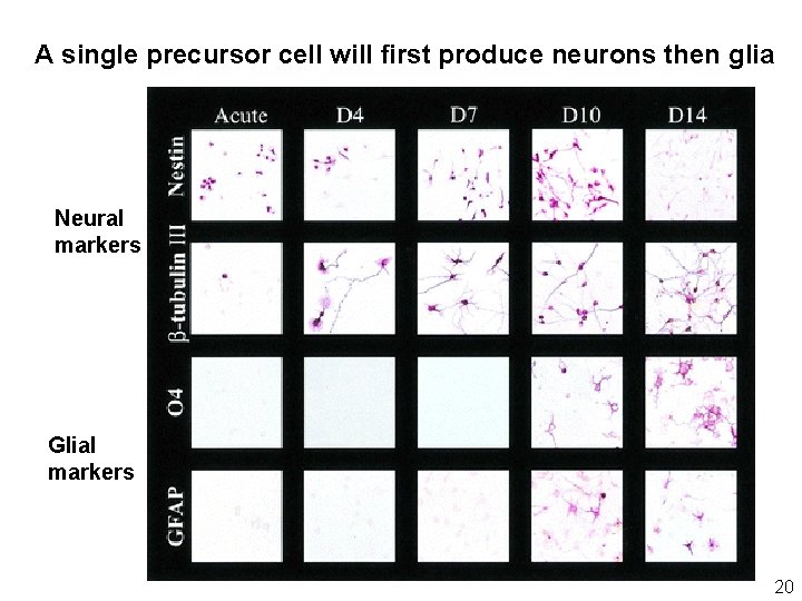 A single precursor cell will first produce neurons then glia Neural markers Glial markers