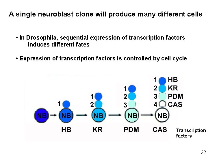 A single neuroblast clone will produce many different cells • In Drosophila, sequential expression