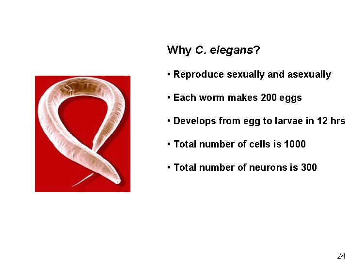 Why C. elegans? • Reproduce sexually and asexually • Each worm makes 200 eggs