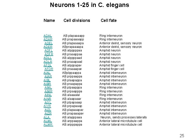 Neurons 1 -25 in C. elegans Name ADAL ADAR ADEL ADER ADFL ADFR ADLL