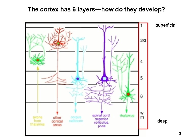 The cortex has 6 layers---how do they develop? superficial deep 3 