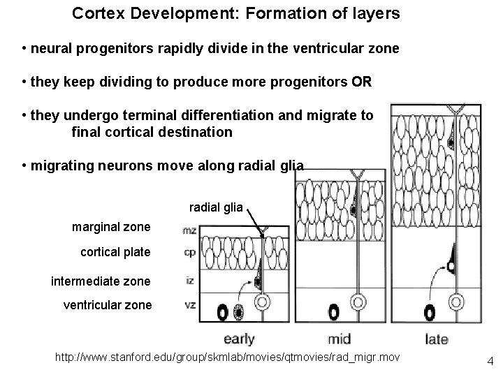 Cortex Development: Formation of layers • neural progenitors rapidly divide in the ventricular zone