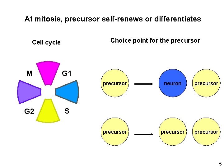 At mitosis, precursor self-renews or differentiates Choice point for the precursor Cell cycle M
