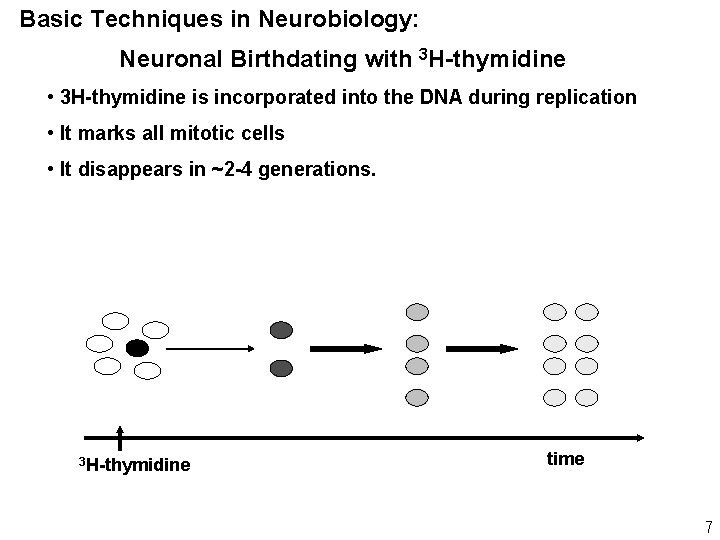 Basic Techniques in Neurobiology: Neuronal Birthdating with 3 H-thymidine • 3 H-thymidine is incorporated