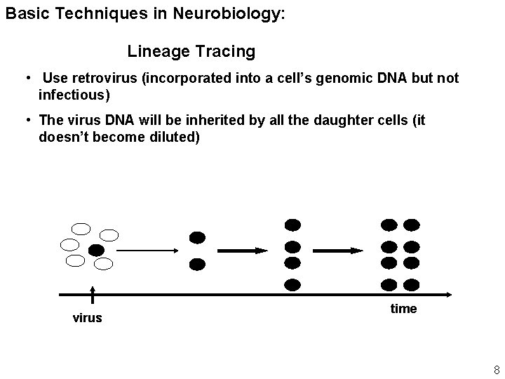 Basic Techniques in Neurobiology: Lineage Tracing • Use retrovirus (incorporated into a cell’s genomic