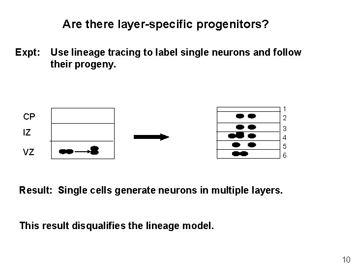 Are there layer-specific progenitors? Expt: Use lineage tracing to label single neurons and follow