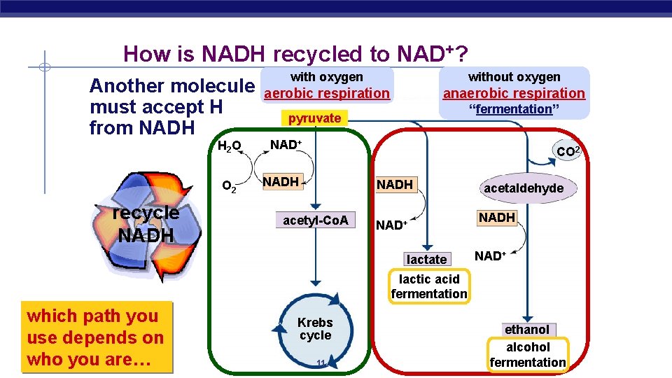 How is NADH recycled to NAD+? Another molecule must accept H from NADH H