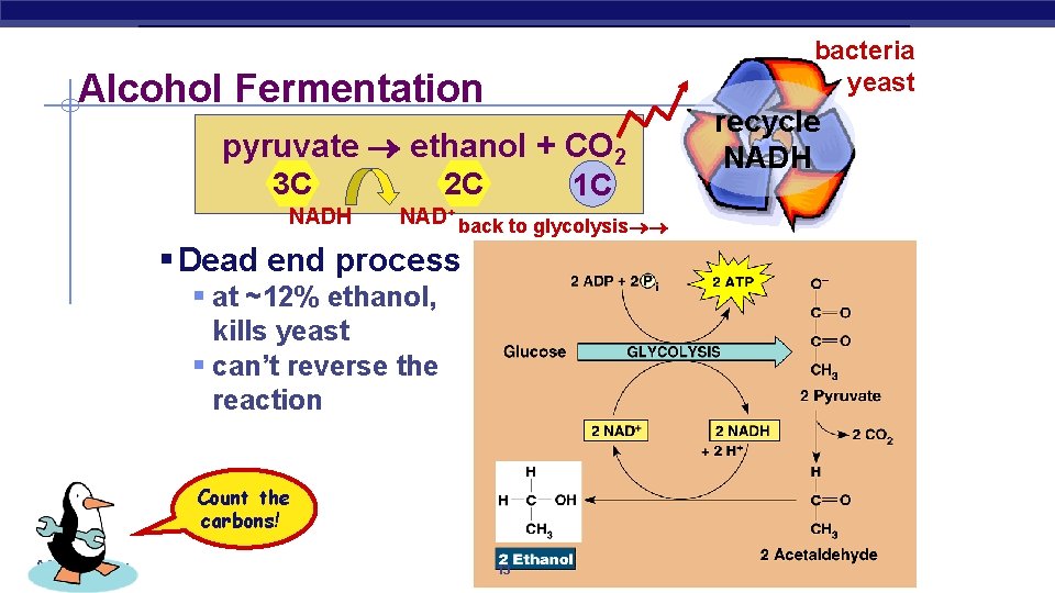 bacteria yeast Alcohol Fermentation pyruvate ethanol + CO 2 3 C NADH 2 C