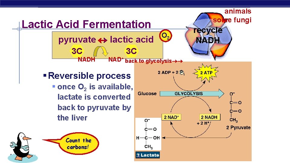 animals some fungi Lactic Acid Fermentation pyruvate lactic acid NADH 3 C 3 C