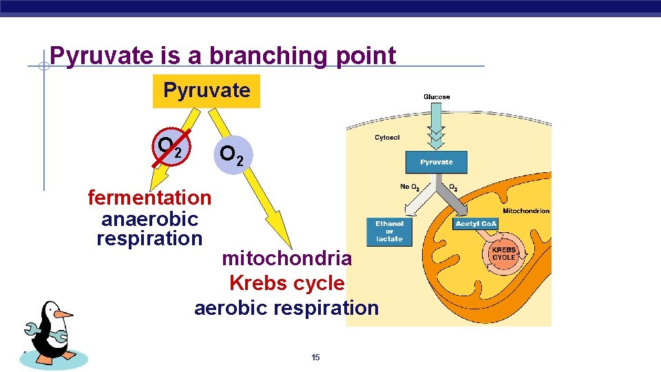 Pyruvate is a branching point Pyruvate O 2 fermentation anaerobic respiration mitochondria Krebs cycle