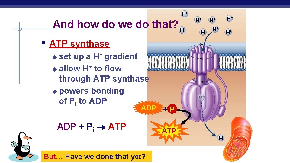 H+ And how do we do that? H + H+ H+ H+ § ATP