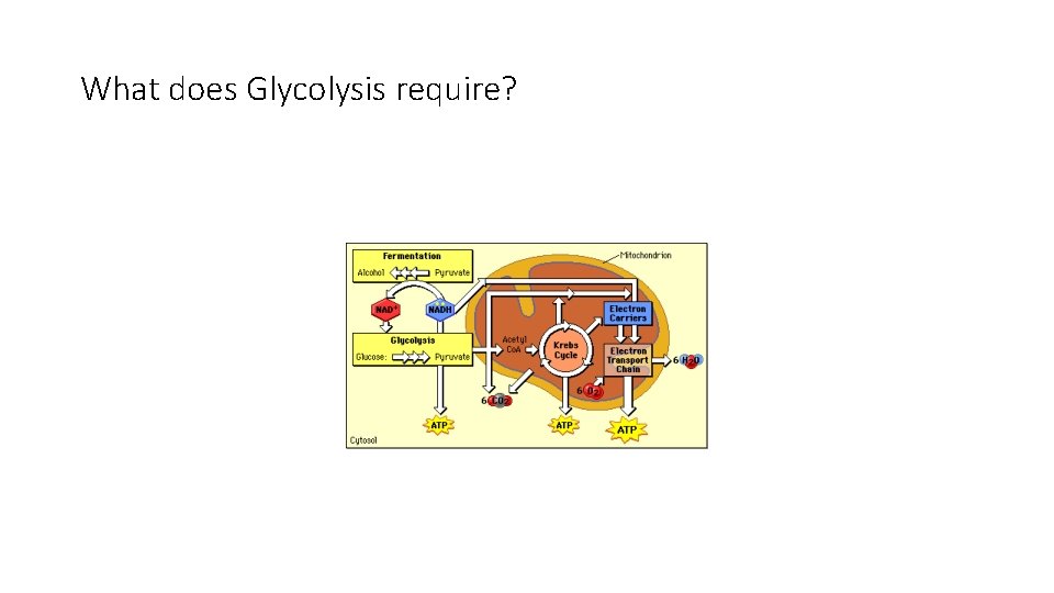 What does Glycolysis require? 