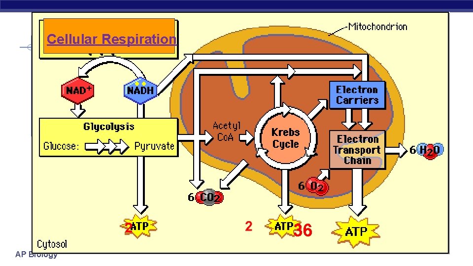 Cellular Respiration 2 AP Biology 36 