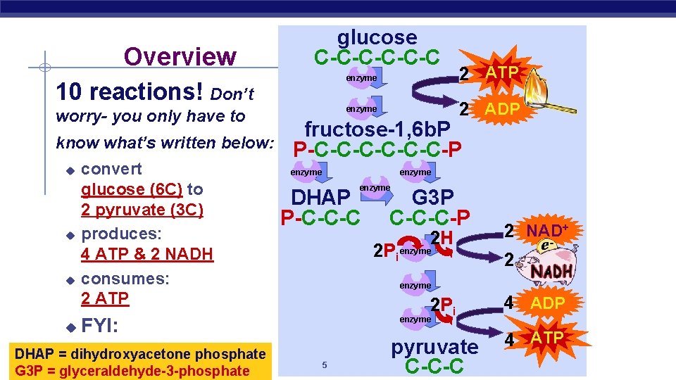 Overview glucose C-C-C-C enzyme 10 reactions! Don’t worry- you only have to know what’s
