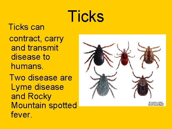 Ticks can contract, carry and transmit disease to humans. Two disease are Lyme disease