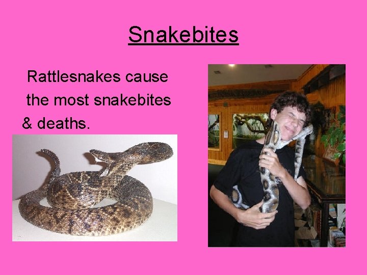 Snakebites Rattlesnakes cause the most snakebites & deaths. 