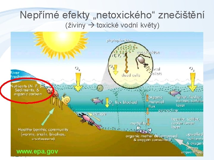 Nepřímé efekty „netoxického“ znečištění (živiny toxické vodní květy) www. epa. gov 