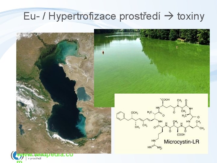 Eu- / Hypertrofizace prostředí toxiny www. wikipedia. co 