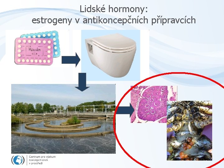 Lidské hormony: estrogeny v antikoncepčních přípravcích 