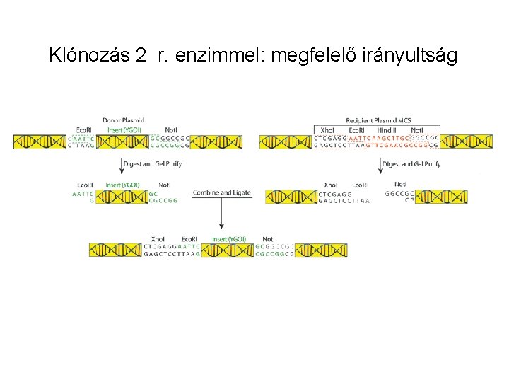 Klónozás 2 r. enzimmel: megfelelő irányultság 