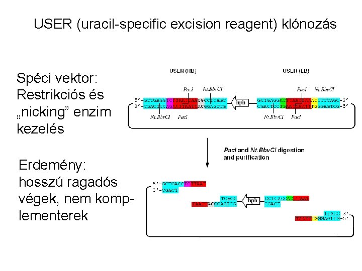 USER (uracil-specific excision reagent) klónozás Spéci vektor: Restrikciós és „nicking” enzim kezelés Erdemény: hosszú