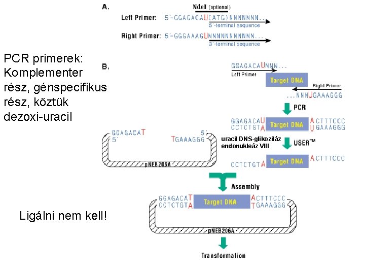 PCR primerek: Komplementer rész, génspecifikus rész, köztük dezoxi-uracil DNS-glikoziláz endonukleáz VIII Ligálni nem kell!