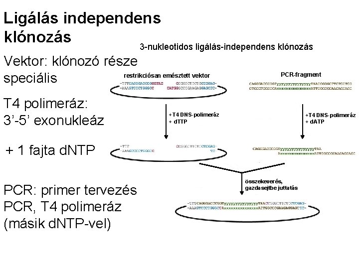 Ligálás independens klónozás 3 -nukleotidos ligálás-independens klónozás Vektor: klónozó része restrikciósan emésztett vektor speciális