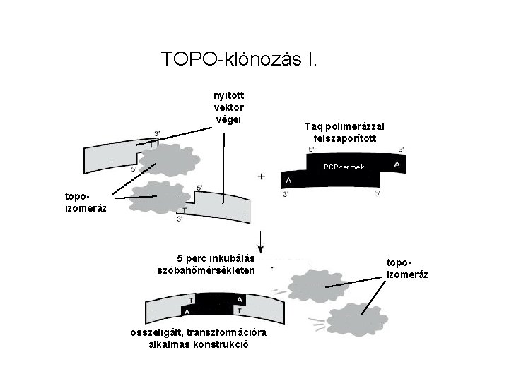 TOPO-klónozás I. nyitott vektor végei Taq polimerázzal felszaporított PCR-termék topoizomeráz 5 perc inkubálás szobahőmérsékleten